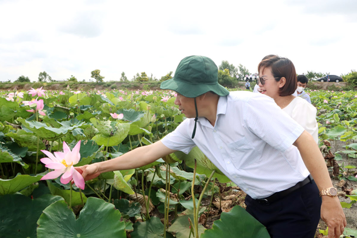 Lễ hội Sen Đồng Tháp góp phần quảng bá giá trị Sen và hình ảnh địa phương